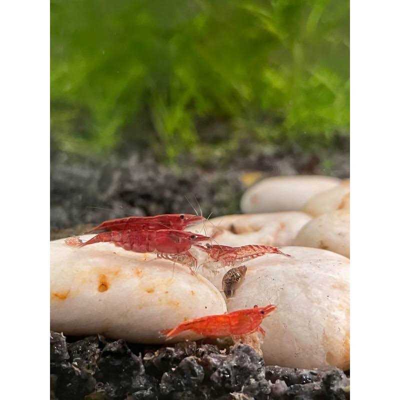 Shrimp Essentials P3027