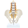 Model Lumbar Spine Q62155