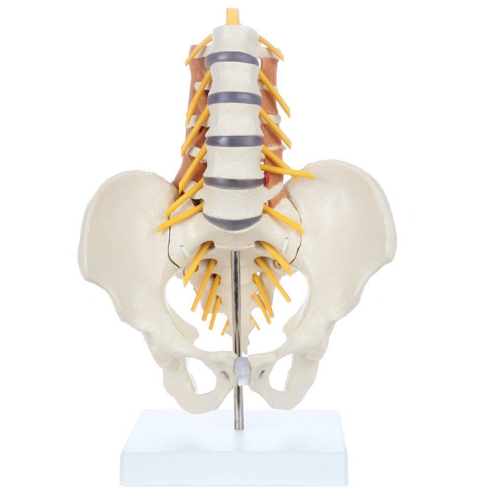 Model Lumbar Spine Q62155