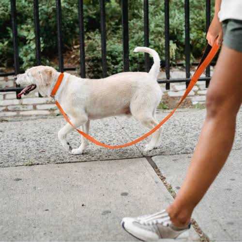 Reflective Nylon Adjustable Dog Collar with Quick Release Buckle W296356