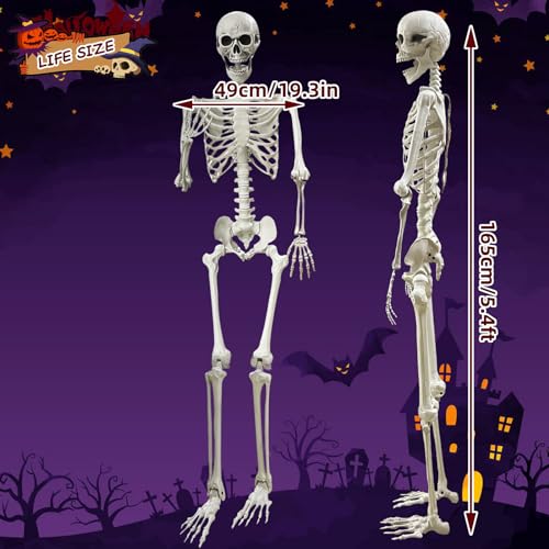 5.4Ft Posable Life Size Human Skeleton with Movable Joints U288951