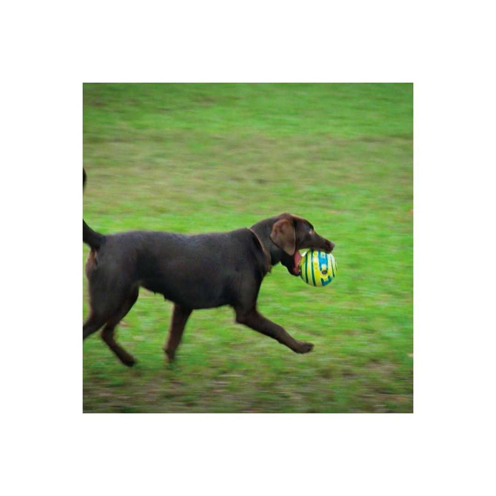 Dog Toy E116