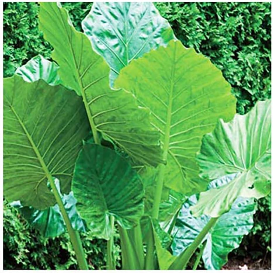 Alocasio Upright Form Elephant Ear Bulb I54841