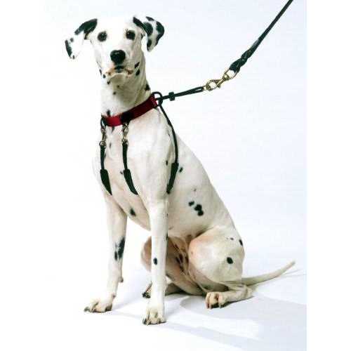 Training Halter H298333