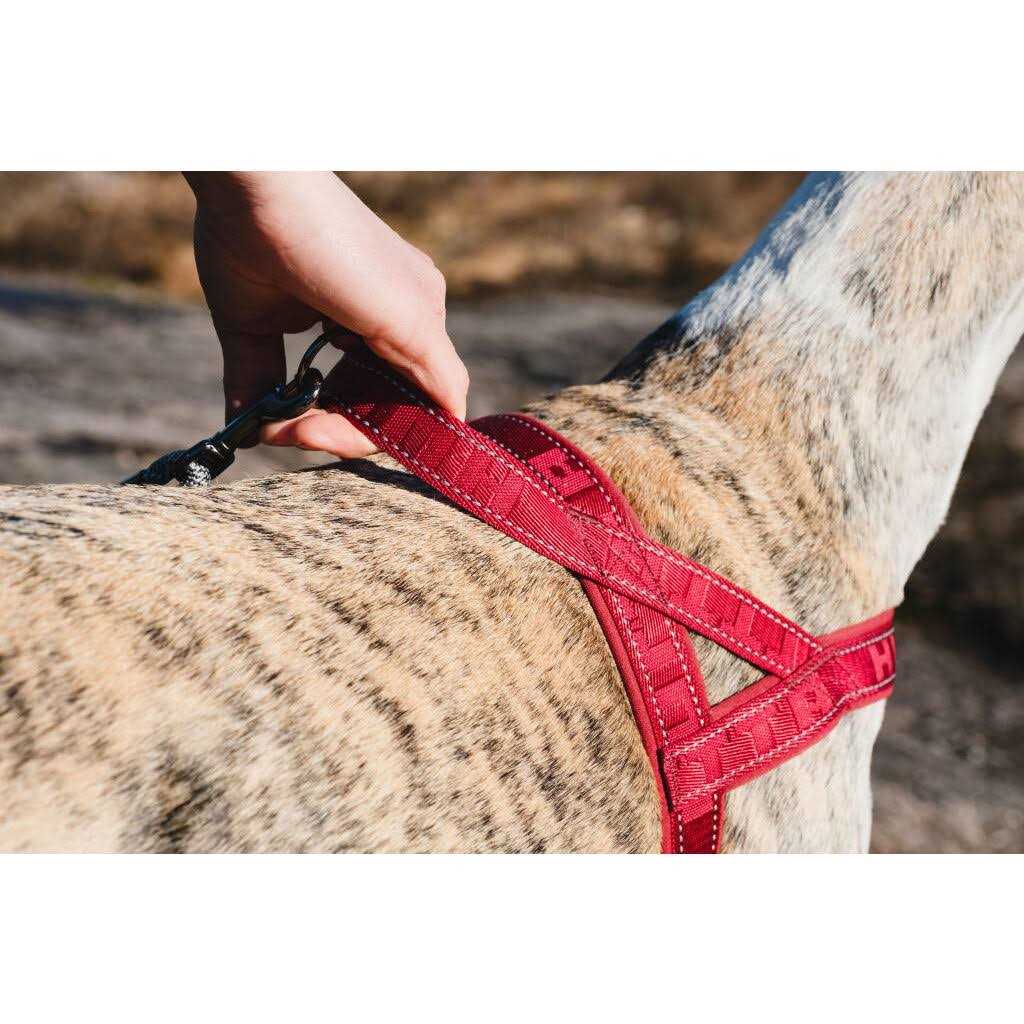 Padded Dog Y Harness C554507