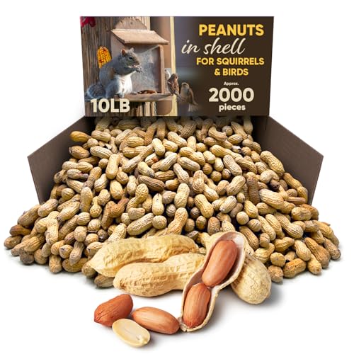 Roasted Unsalted Peanuts in Shell 10LB B931395