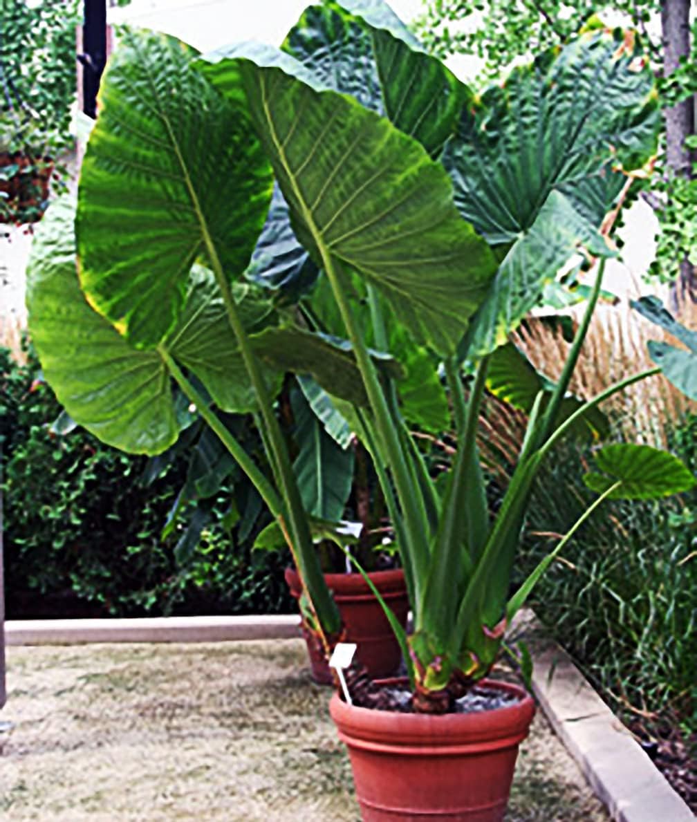 Alocasio Upright Form Elephant Ear Bulb I54841