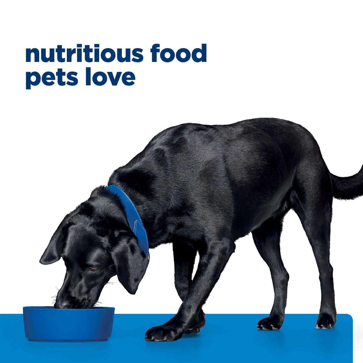 Potato & Salmon Formula Dry Dog Food C743