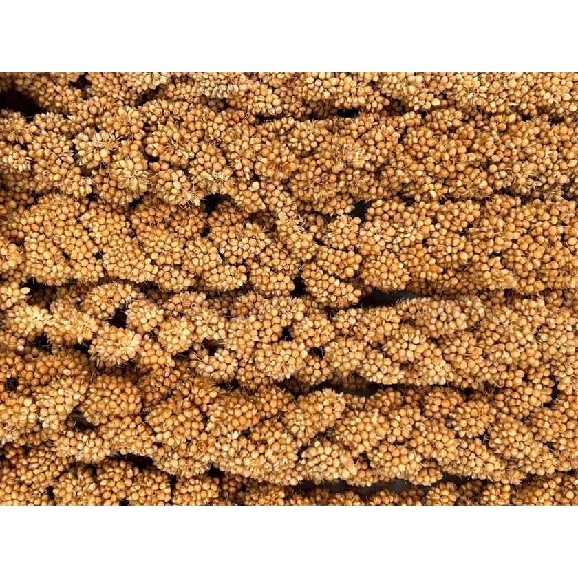 Spray Millet I75491